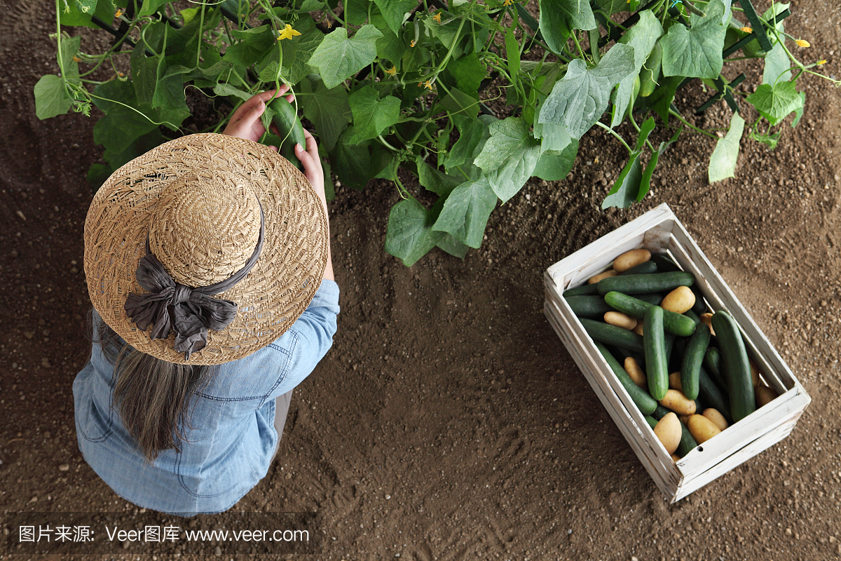 在菜园里工作的妇女农民,在木盒子里收集黄瓜,俯视图隔离在土壤上
